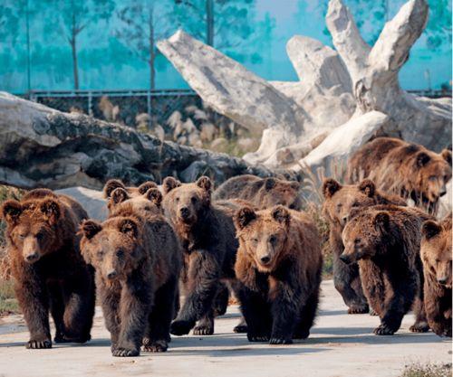 瘟疫动物园最新爆料